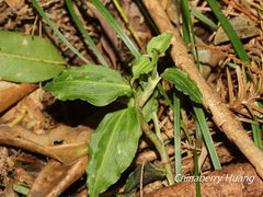 Goodyera henryi