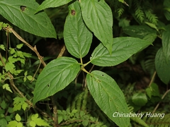 Viburnum urceolatum