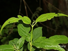 Viburnum urceolatum