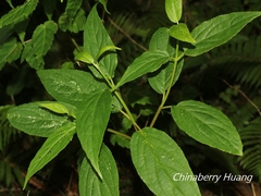 Viburnum urceolatum