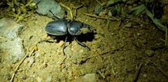 Serrognathus titanus castanicolor