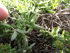 Delosperma uncinatum