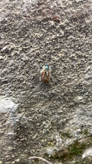 Chaetopteroplia segetum