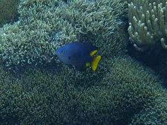 Pomacentrus philippinus