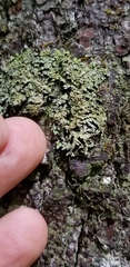 Physconia grumosa