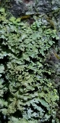 Physconia grumosa