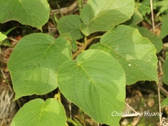 Actinidia setosa