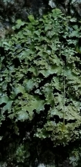 Physconia grumosa