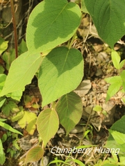 Actinidia setosa
