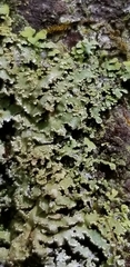 Physconia grumosa