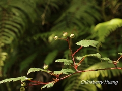 Rubus trianthus