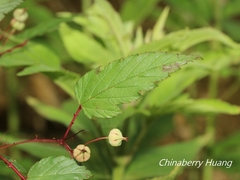 Rubus trianthus