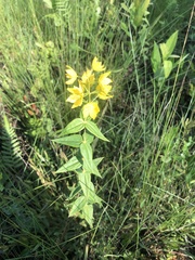 Lysimachia asperulifolia