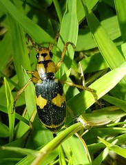 Pheropsophus jessoensis