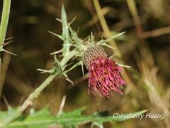 Cirsium suzukii