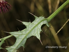 Cirsium suzukii
