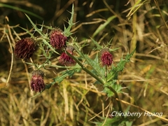 Cirsium suzukii