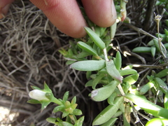 Delosperma uncinatum