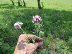 Valeriana alternifolia