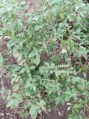 Ocimum tenuiflorum