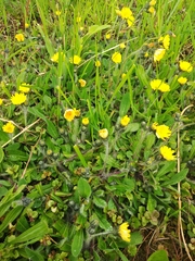 Pilosella flagellaris