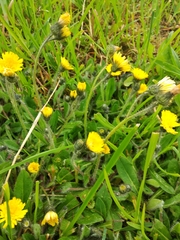 Pilosella flagellaris