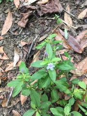 Dyschoriste humistrata