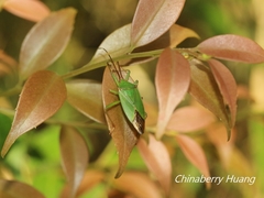 Urostylis blattiformis