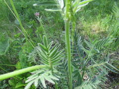 Valeriana alternifolia