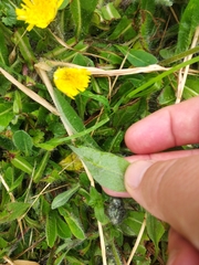 Pilosella flagellaris