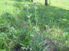Valeriana alternifolia