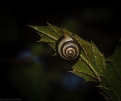 Posorites conscendens