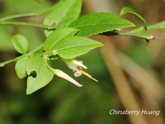 Vaccinium japonicum lasiostemon