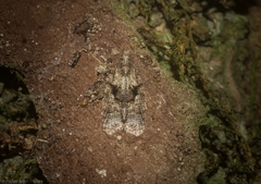Polylopha epidesma