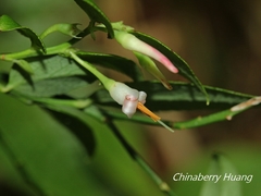 Vaccinium japonicum lasiostemon