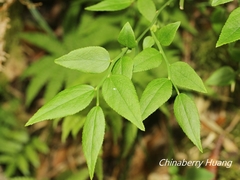 Vaccinium japonicum lasiostemon