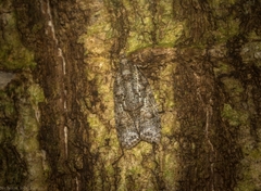 Polylopha epidesma