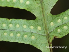 Polypodiodes amoena