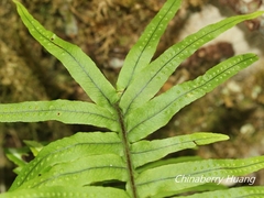 Polypodiodes amoena