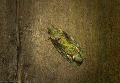 Sorolopha delochlora