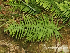 Polypodiodes amoena