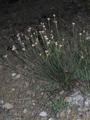 Armeria arenaria