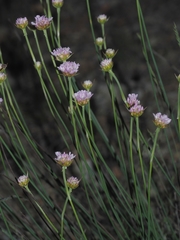 Armeria arenaria