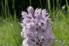 Dactylorhiza maculata