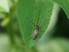 Tetragnatha mandibulata