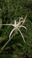 Hymenocallis littoralis