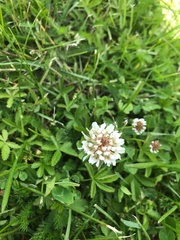 Trifolium repens