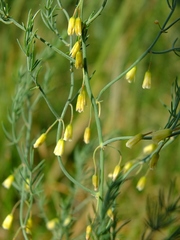 Asparagus maritimus