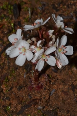 Drosera collina