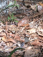 Hermeuptychia sosybius